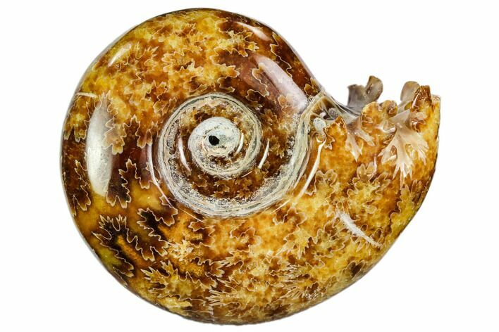 Polished, Agatized Ammonite (Cleoniceras) - Madagascar #110523